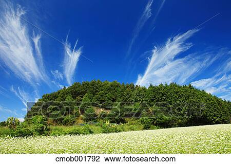 Greenery and blue sky with clouds in Sakurai, Nara Prefecture View Large Photo Image Stock Image - Greenery and blue sky with clouds in Sakurai, Nara Prefecture. Fotosearch