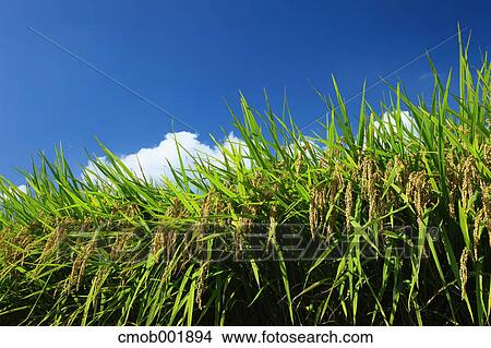 Greenery and blue sky with clouds View Large Photo Image Picture - Greenery and blue sky with clouds. Fotosearch