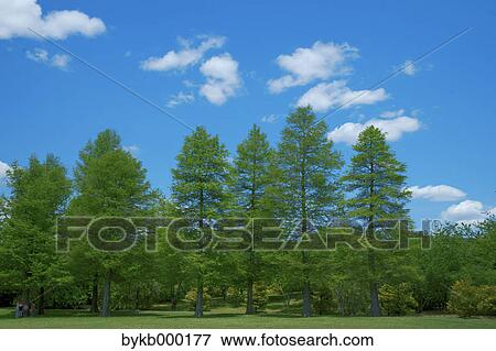 Stock Photo - Greenery and blue sky with clouds. Fotosearch