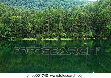 Stock Image - Greenery at Mishakaike, Nagano Prefecture. Fotosearch
