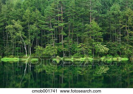 Greenery at Mishakaike, Nagano Prefecture View Large Photo Image Stock Image - Greenery at Mishakaike, Nagano Prefecture. Fotosearch