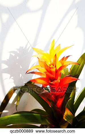 Guzmania plant View Large Photo Image Stock Photo - Guzmania plant. Fotosearch