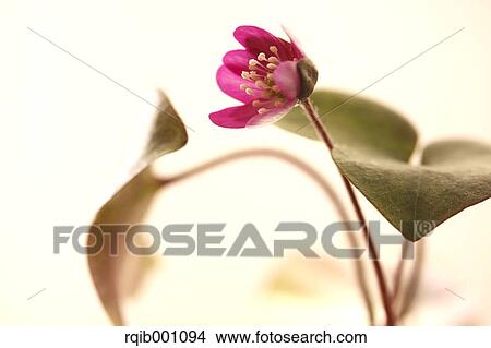 Hepatica flower View Large Photo Image Picture - Hepatica flower. Fotosearch