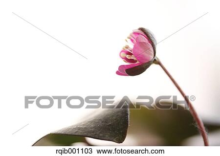 Stock Image - Hepatica flower. Fotosearch