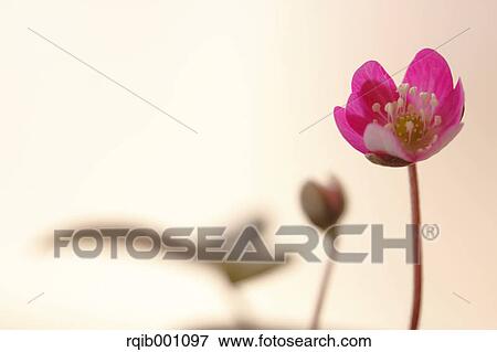 Hepatica flower View Large Photo Image Stock Photo - Hepatica flower. Fotosearch