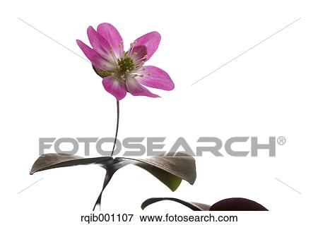 Stock Photo - Hepatica flower. Fotosearch