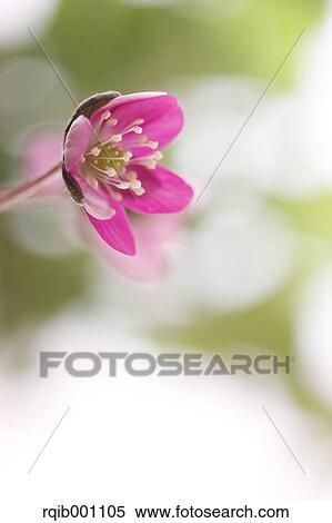 Stock Photography - Hepatica flower. Fotosearch