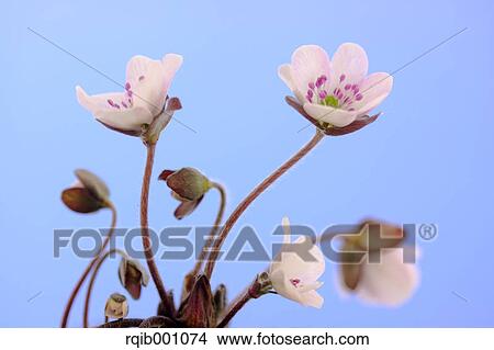 Picture - Hepatica flowers and blue sky. Fotosearch