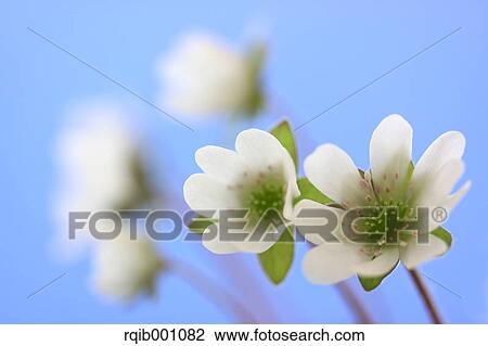 Stock Image - Hepatica flowers and blue sky. Fotosearch