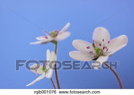 Hepatica flowers and blue sky View Large Photo Image Stock Photograph - Hepatica flowers and blue sky. Fotosearch