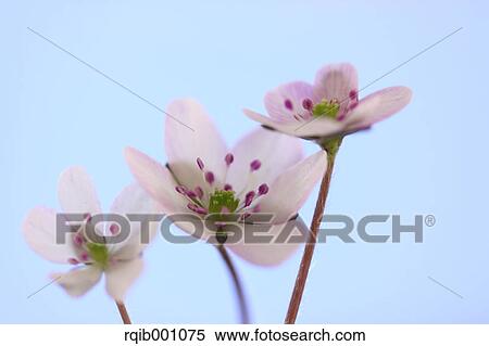 Hepatica flowers and blue sky View Large Photo Image Stock Photography - Hepatica flowers and blue sky. Fotosearch