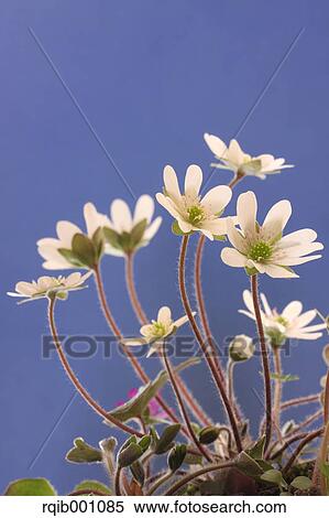 Stock Photography - Hepatica flowers and blue sky. Fotosearch