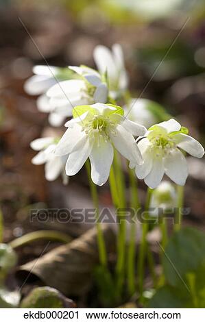 Stock Image - Hepatica flowers. Fotosearch