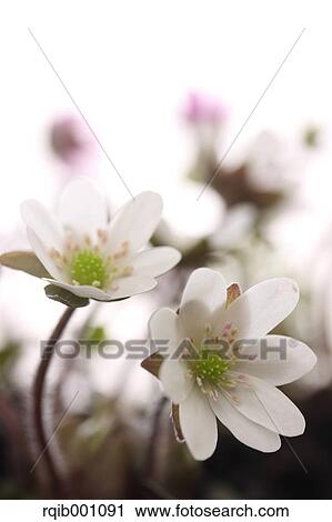 Stock Image - Hepatica flowers. Fotosearch