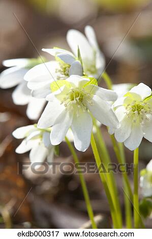 Hepatica flowers View Large Photo Image Stock Photo - Hepatica flowers. Fotosearch