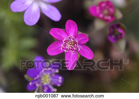 Stock Photo - Hepatica flowers. Fotosearch