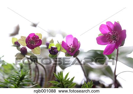 Stock Photo - Hepatica flowers. Fotosearch