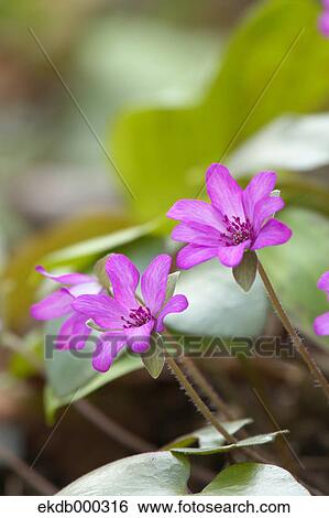 Hepatica flowers View Large Photo Image Stock Photograph - Hepatica flowers. Fotosearch
