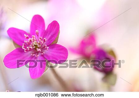 Stock Photograph - Hepatica flowers. Fotosearch