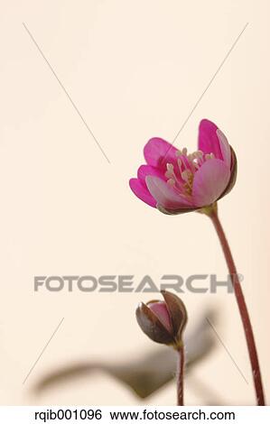 Hepatica flowers View Large Photo Image Stock Photograph - Hepatica flowers. Fotosearch