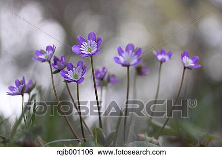 Stock Photograph - Hepatica flowers. Fotosearch