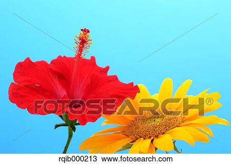Hibiscus and sunflower View Large Photo Image Stock Image - Hibiscus and sunflower. Fotosearch