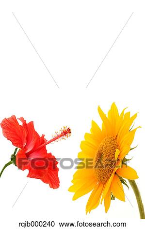 Stock Image - Hibiscus and sunflower. Fotosearch
