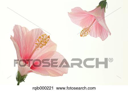Hibiscus flowers View Large Photo Image Stock Image - Hibiscus flowers. Fotosearch