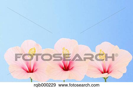 Stock Photo - Hibiscus flowers. Fotosearch