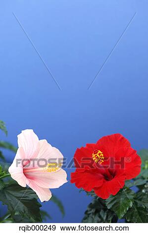 Hibiscus flowers View Large Photo Image Stock Photo - Hibiscus flowers. Fotosearch