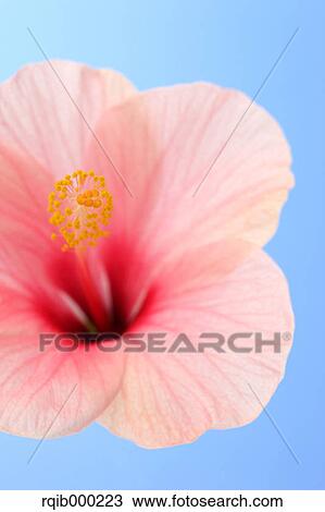 Stock Image - Hibiscus. Fotosearch