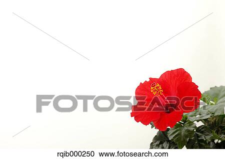 Stock Image - Hibiscus. Fotosearch