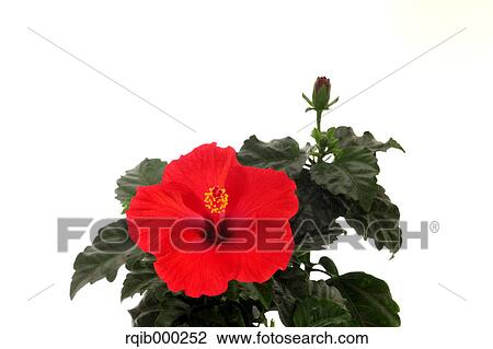 Hibiscus View Large Photo Image Stock Image - Hibiscus. Fotosearch