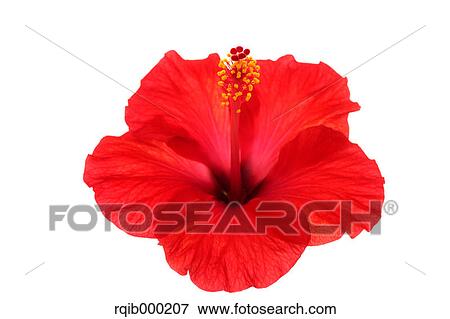 Stock Photo - Hibiscus. Fotosearch