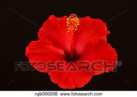 Stock Photo - Hibiscus. Fotosearch