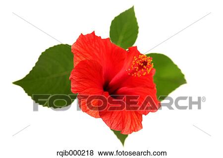 Hibiscus View Large Photo Image Stock Photo - Hibiscus. Fotosearch