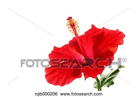 Stock Photograph - Hibiscus. Fotosearch