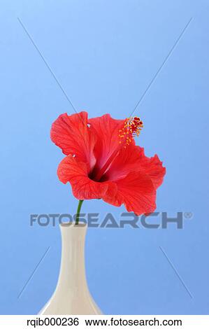 Hibiscus View Large Photo Image Stock Photograph - Hibiscus. Fotosearch