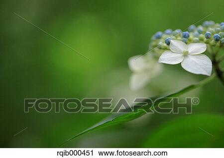 Hydrangea flowers View Large Photo Image Stock Image - Hydrangea flowers. Fotosearch