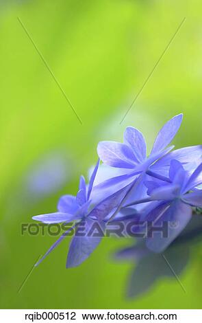 Hydrangea flowers View Large Photo Image Stock Image - Hydrangea flowers. Fotosearch