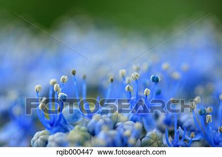 Stock Photo - Hydrangea flowers. Fotosearch
