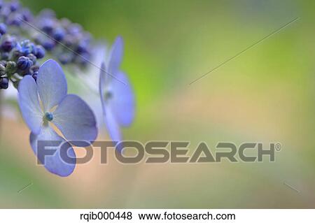 Hydrangea flowers View Large Photo Image Stock Photo - Hydrangea flowers. Fotosearch