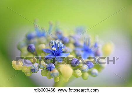 Stock Photo - Hydrangea flowers. Fotosearch