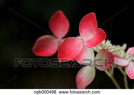 Stock Photo - Hydrangea flowers. Fotosearch