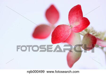 Hydrangea flowers View Large Photo Image Stock Photo - Hydrangea flowers. Fotosearch
