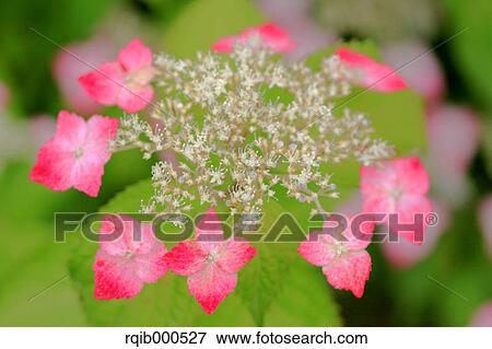 Hydrangea flowers View Large Photo Image Stock Photo - Hydrangea flowers. Fotosearch