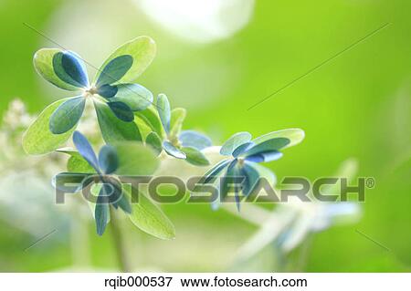 Stock Photo - Hydrangea flowers. Fotosearch