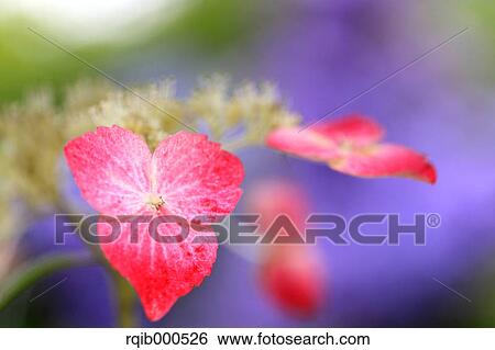 Hydrangea flowers View Large Photo Image Stock Photograph - Hydrangea flowers. Fotosearch
