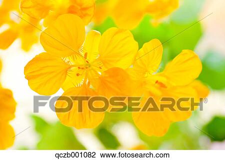 Indian Cress flowers View Large Photo Image Stock Image - Indian Cress flowers. Fotosearch