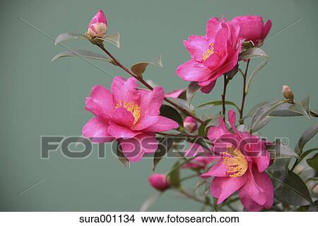Indoor plant View Large Photo Image Picture - Indoor plant. Fotosearch